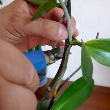 Care for orchids at home