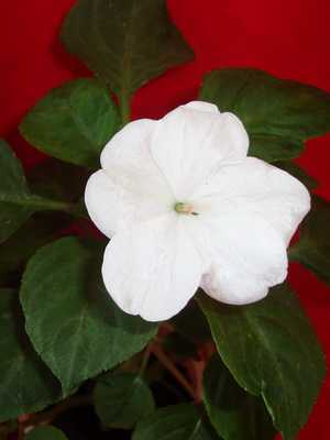 Flores blancas de interior y sus fotos.