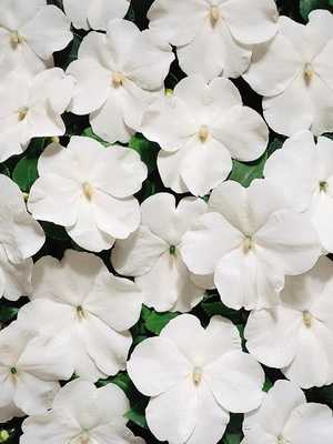 Flores blancas de interior y sus fotos.