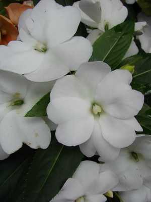 Flores brancas de interior e suas fotos