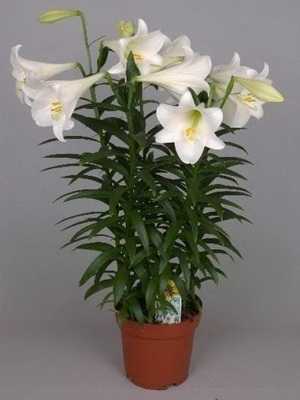 White indoor flowers and their photos