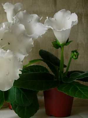 White indoor flowers and their photos