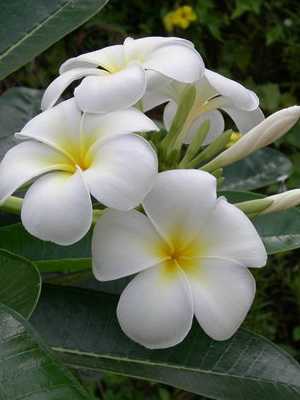 Flores brancas de interior e suas fotos