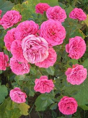 Flores rosas de interior (con foto)