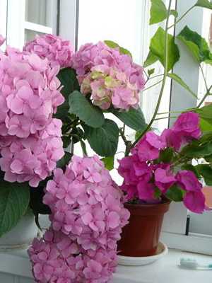 Indoor pink flowers (with photo)