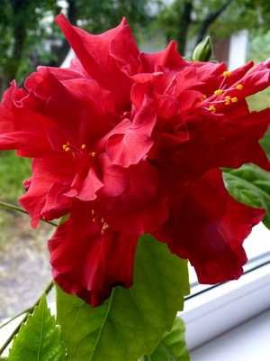 Flores rojas de interior y fotografías de plantas de interior con flores rojas.