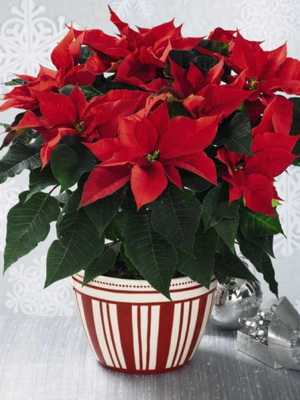 赤い屋内の花と赤い花のある屋内植物の写真 ファーマー オンライン