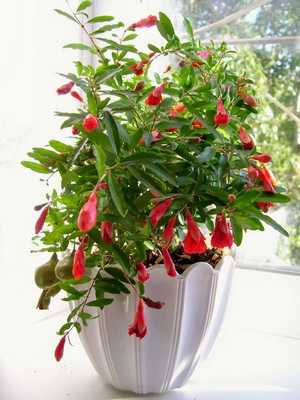 Flores vermelhas de interior e fotos de plantas de interior com flores vermelhas