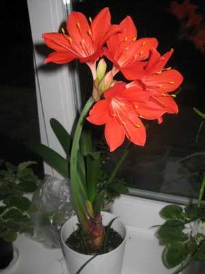 Flores vermelhas de interior e fotos de plantas de interior com flores vermelhas