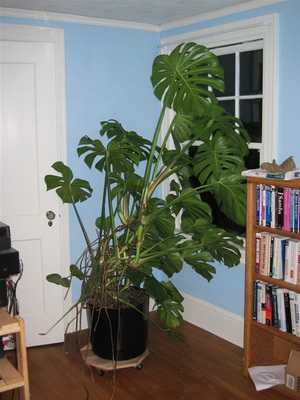 Monstera flower: photo and care