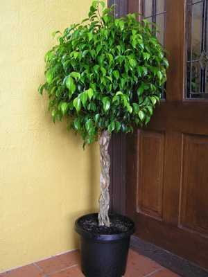 Types of ficus and plant care