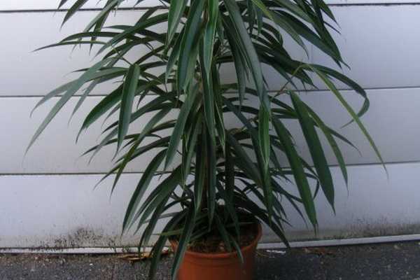 Types of ficus and plant care