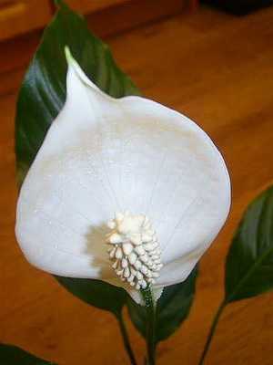 Flores de Spathiphyllum: tipos, fotos y cuidados.
