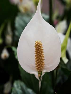 Flores Spathiphyllum: tipos, fotos e cuidados