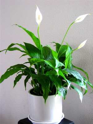 Flores de Spathiphyllum: tipos, fotos y cuidados.