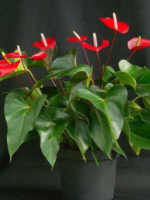 Anthurium: types and care at home