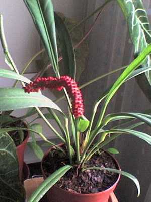 Anthurium: types and care at home