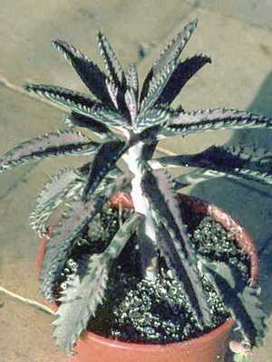 Kalanchoe (bryophyllum) at home