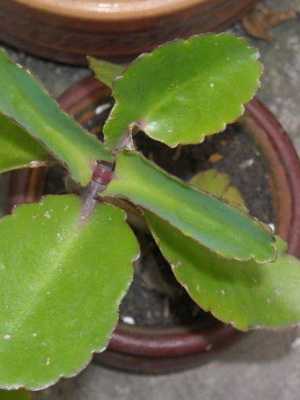 Kalanchoe (bryophyllum) em casa