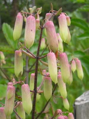 Kalanchoe (bryophyllum) em casa