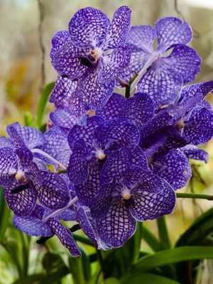 Cultivando e cuidando de flores Orquídea Wanda