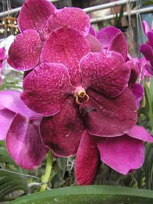 Growing and caring for flowers Wanda orchid
