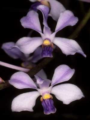 Cultivando e cuidando de flores Orquídea Wanda
