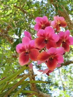 Growing and caring for flowers Wanda orchid