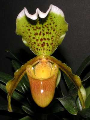 Orchid Venus slipper at home