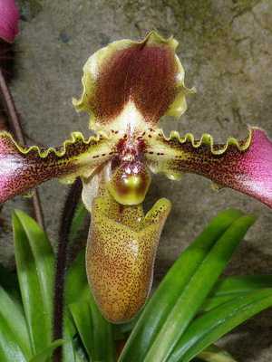 Orchid Venus slipper at home