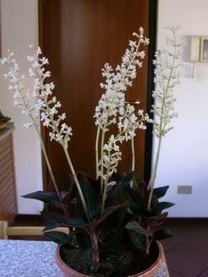Preciosas orquídeas en casa.