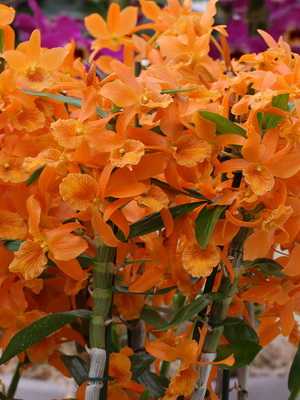 Types, care and reproduction of Dendrobium orchids