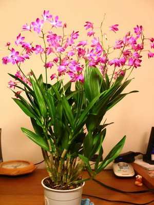 Types, care and reproduction of Dendrobium orchids