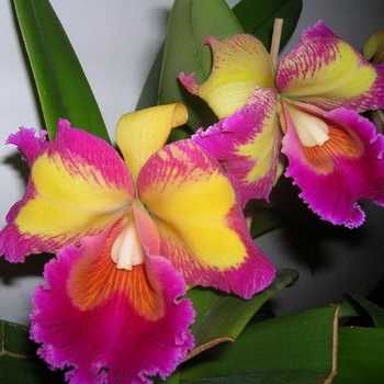 Cattleya's orchid: types and care at home