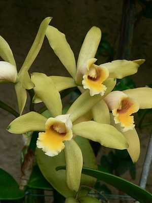 Orquídea Cattleya: tipos y cuidados en casa.