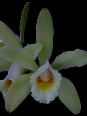Cattleya's orchid: types and care at home