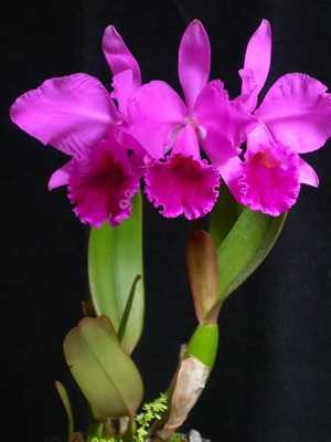 Orquídea Cattleya: tipos y cuidados en casa.
