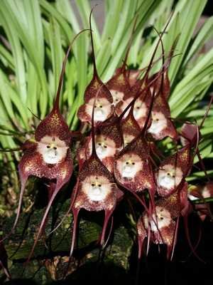 Orquídeas Masdevallia, Drácula e seus cuidados