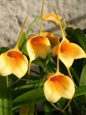 Orquídeas Masdevallia, Drácula e seus cuidados