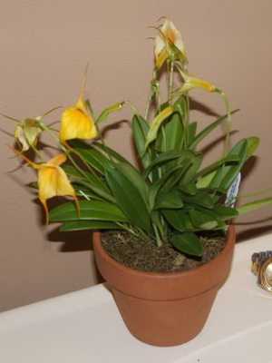 Orchids Masdevallia, Dracula and their care