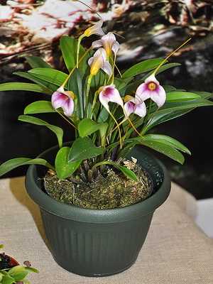 Orchids Masdevallia, Dracula and their care