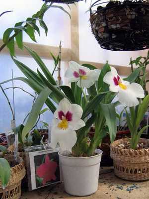 Orquídeas Miltonia, miltoniopsis, miltassia: fotos e cuidados com elas
