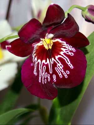Orquídeas Miltonia, miltoniopsis, miltassia: fotos e cuidados com elas