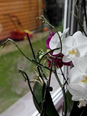 Miltonia, miltoniopsis, miltassia orchids: photos and care for them