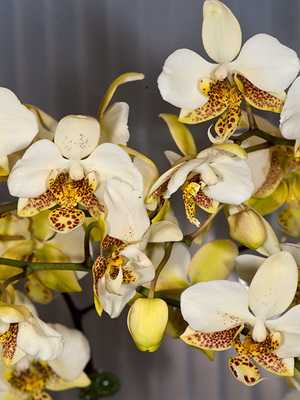 Phalaenopsis and doritis orchids at home