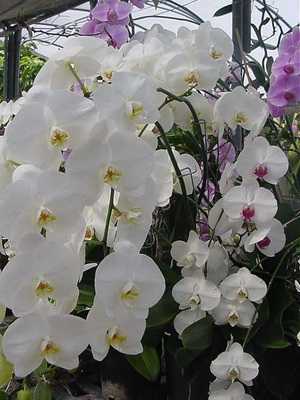 Phalaenopsis and doritis orchids at home
