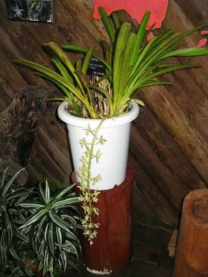 Flores de orquídeas Cymbidium en casa.