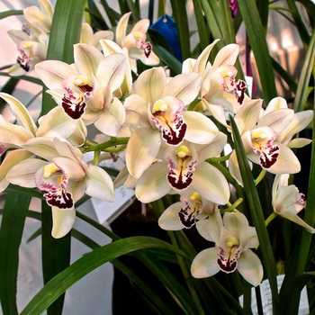 Flores de orquídea Cymbidium em casa