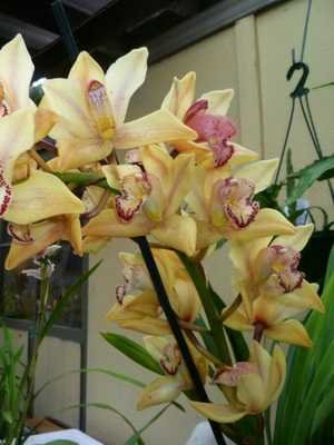 Flores de orquídeas Cymbidium en casa.