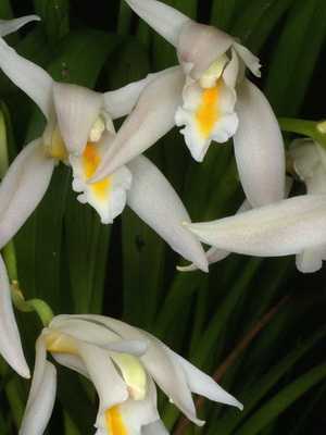 Flores de orquídea Cymbidium em casa